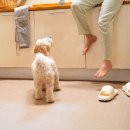 세븐데이 | 세븐펫 레이지 데이 방수 러그 후기: 반려동물과 함께해도 걱정 없는 카페트!