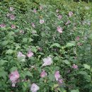 무궁화여관 이미지