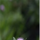 신비장