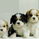 행복한강아지 이미지