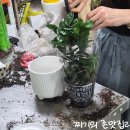 파스쿠찌 김포우리병원1층 | [경기/김포] 몽플로리 : 김포꽃집 맛집｜찌기태기의 김포꽃집 식물화분판매 추천 솔직후기