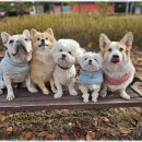 굿데이독 케어센터 이미지