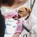 연희동물병원 이미지