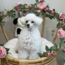 도그보니타 이미지