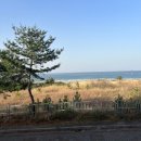 맹방해수욕장산림욕장 네이버블로그