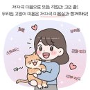 언제나고양이 네이버블로그