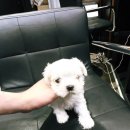 대전 강아지분양 고양이분양 파라다이스펫본점 | 천안 강아지 분양 추천 ♡ 분양 받기 너무 좋은 천안 강아지분양 고양이분양 파라다이스펫본점