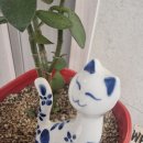 디온리블루 이미지