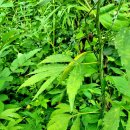 뒤뜰농장 이미지