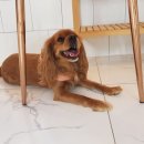 댕댕그라운드 이미지