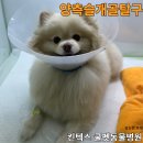 풍산동물병원 이미지