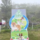 씨유 뉴완주용진점 | 댕댕트레킹 후기 일기