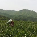 속리산농원 Daum카페