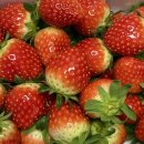 동일농원 | 평택 진위 | 딸기자연농원 | 당일 수확 판매 딸기 맛집 내돈내산 후기 (+ 딸기 체험, 딸기 세척, 보관...