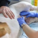 강남동물의료센터 이미지