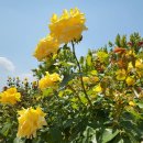 신서중앙공원 이미지