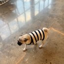 도기온 (doggyon) 이미지