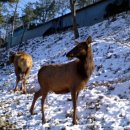 사슴자연방목장 이미지