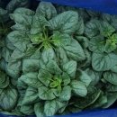 신안슈퍼 이미지