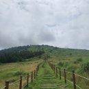 [여행기록] 여자혼자 제주도 여행 DAY-3 (뚜벅이일정/백약이오름/비자림/월정리해수욕장/삼양해수욕장)