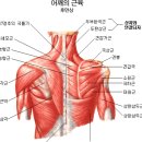 정석피티