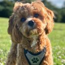 반려동물행동교정사 이미지