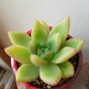 토토미