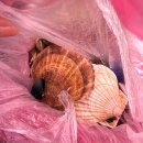 (주)여수수산시장 | 여수수산시장 영심해물 고성가리비 조개 구매 후기 돌문어 주차