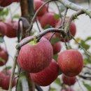 양산배내골 사과정보화마을 이미지