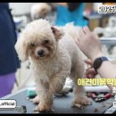 베프반려동물아카데미