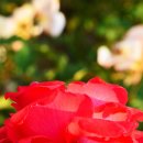 이곡장미공원 이미지