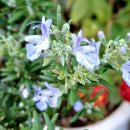 꽃로즈마리 이미지