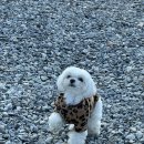 아산글램핑캠핑장 | 경기도 인근 애견동반글램핑 캠핑장 솔직후기