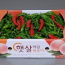 행복농원 서리 내리기전 텃밭 노지 풋고추 판매해요. 3Kg 택포 20,000원 이미지