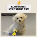 아이러브도그 | 강아지신발 도그아이 미끄럼방지 쉴드슈즈 일회용이라 편해요