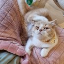 개냥이 | [내돈내산] 대구 고양이카페 &#34;야옹아놀자캣카페 동성로점&#34; 솔직한 후기(+개냥이들)