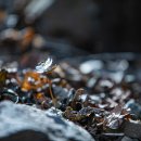 안양수리산 변산 바람꽃,노루귀 이미지
