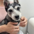 위런한방재활동물병원 이미지