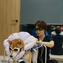 사과나무 한방재활 동물병원 이미지