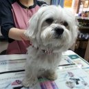 서도지구대 이미지