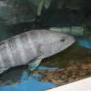 대어회집 이미지