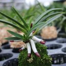 후계자 농장 이미지