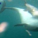 돌고래공인중개사사무소 이미지