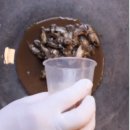 대박집 반찬가게표 감칠맛,, 밥도둑 멸치생젓 고추장아찌 레시피 이미지