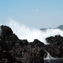 대정여고 수목 목록 이미지