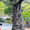 범어사 | 부산 금정산 범어사 사찰여행 후기