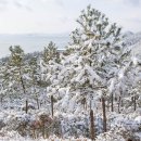 동백 - 영월군 봉래산로 7-8 | 동백