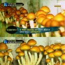 황금버섯 이미지