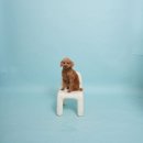 경기도 수원시 영통구 권선로 | ✨ 신동 유어스튜디오 내돈내산 만삭 셀프사진 후기💕수원 영통 임산부 셀프촬영 / 반려견 동반 가능