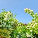 전북특별자치도 정읍시농업기술센터 | [5월 꽃여행] 정읍허브원 보라유채-진안꽃잔디동산-마이산 탑사